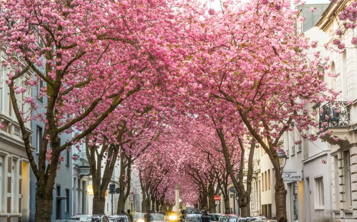 Frankfurt Airport to Bonn