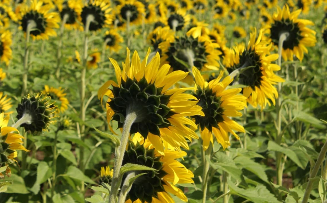 Milwaukee WI to Kenosha WI