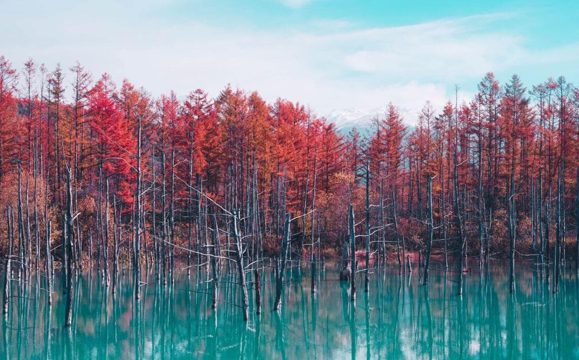 Sapporo New Chitose Airport to Furano