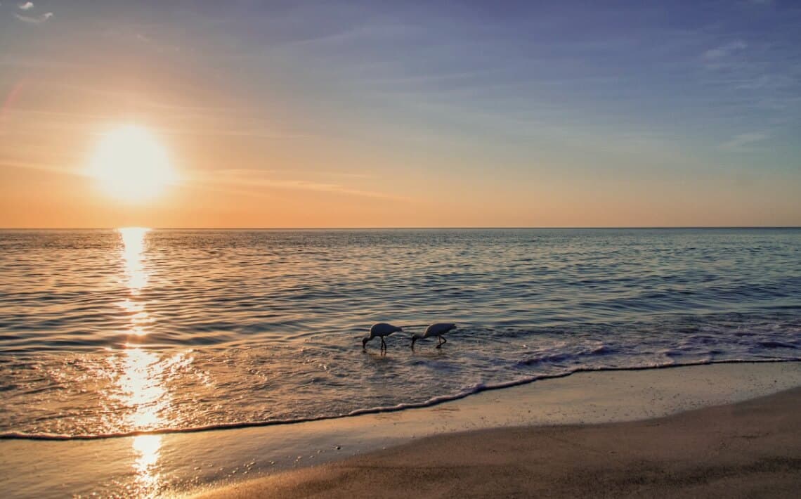 Tampa Airport to Sarasota