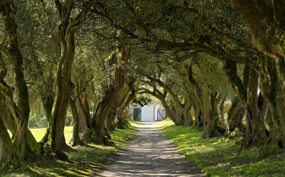 Alicante Airport to Sol Pelicanos Ocas