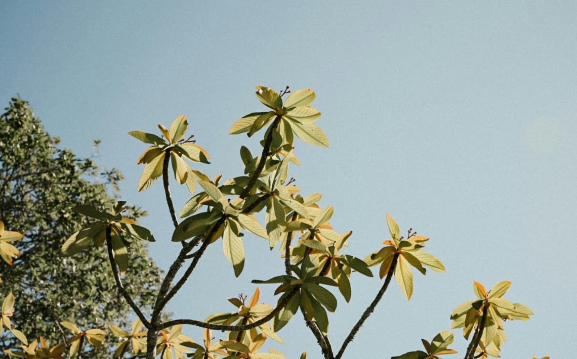 Brisbane Airport to Indooroopilly