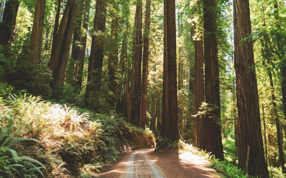 Eureka Arcata Airport to Redwood National Park