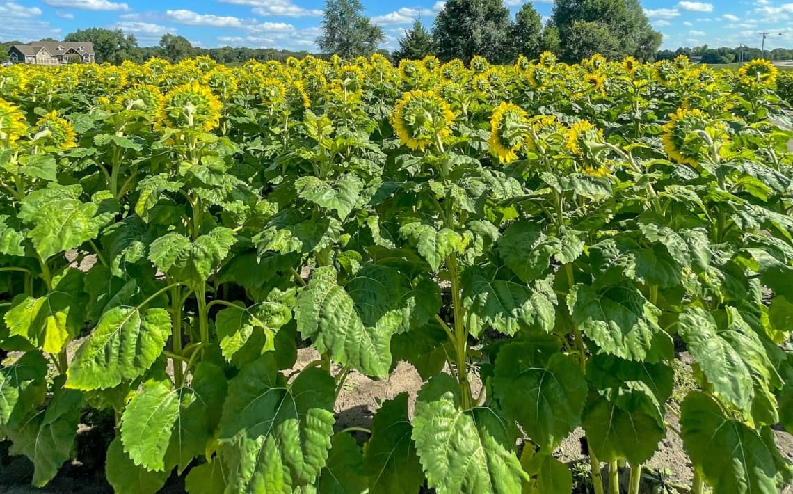 Heathrow Airport to Andover