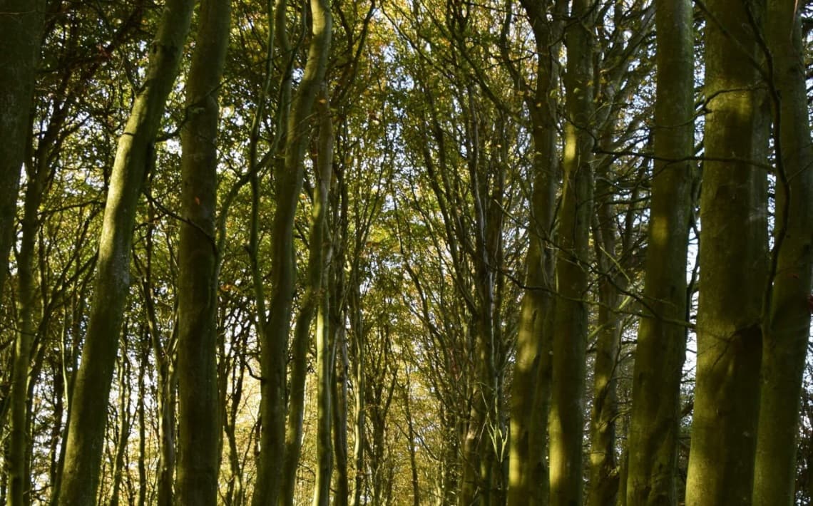 Heathrow Airport to University of Sussex