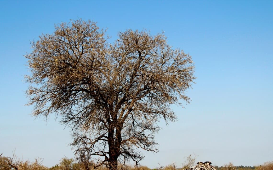 Johannesburg Tambo Airport to Kruger National Park