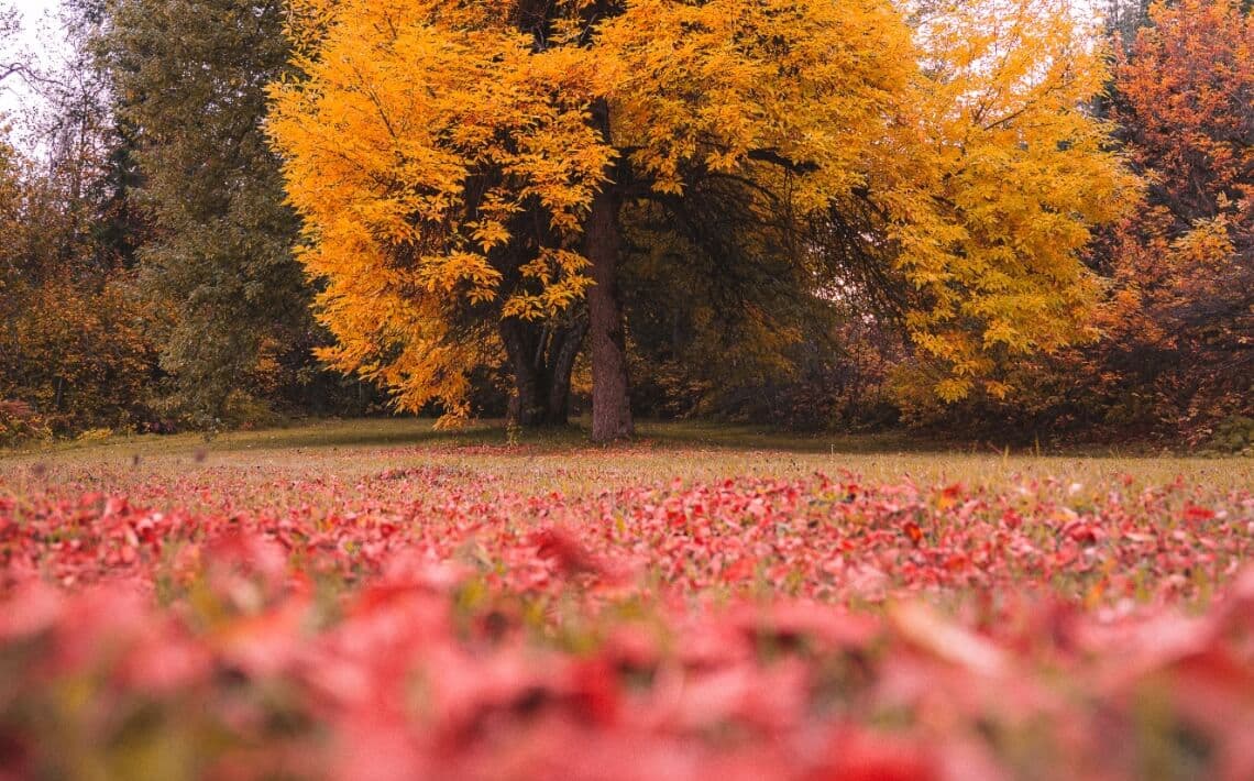 Kelowna Airport to Vernon
