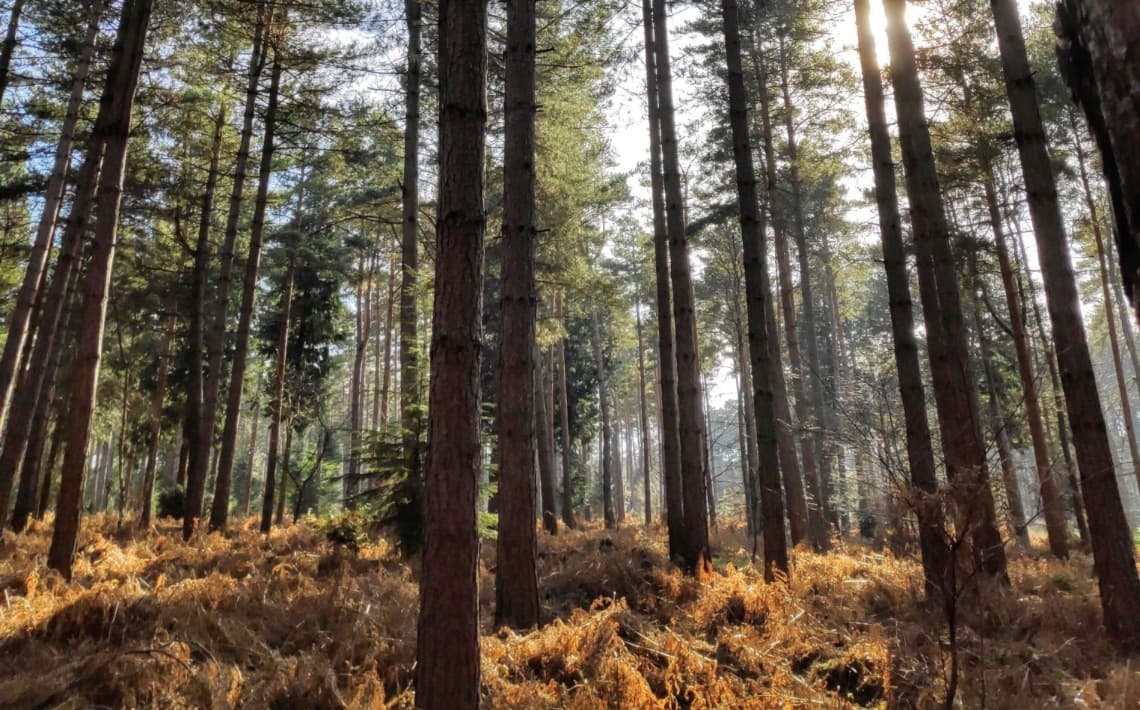 London Heathrow Airport to Bracknell