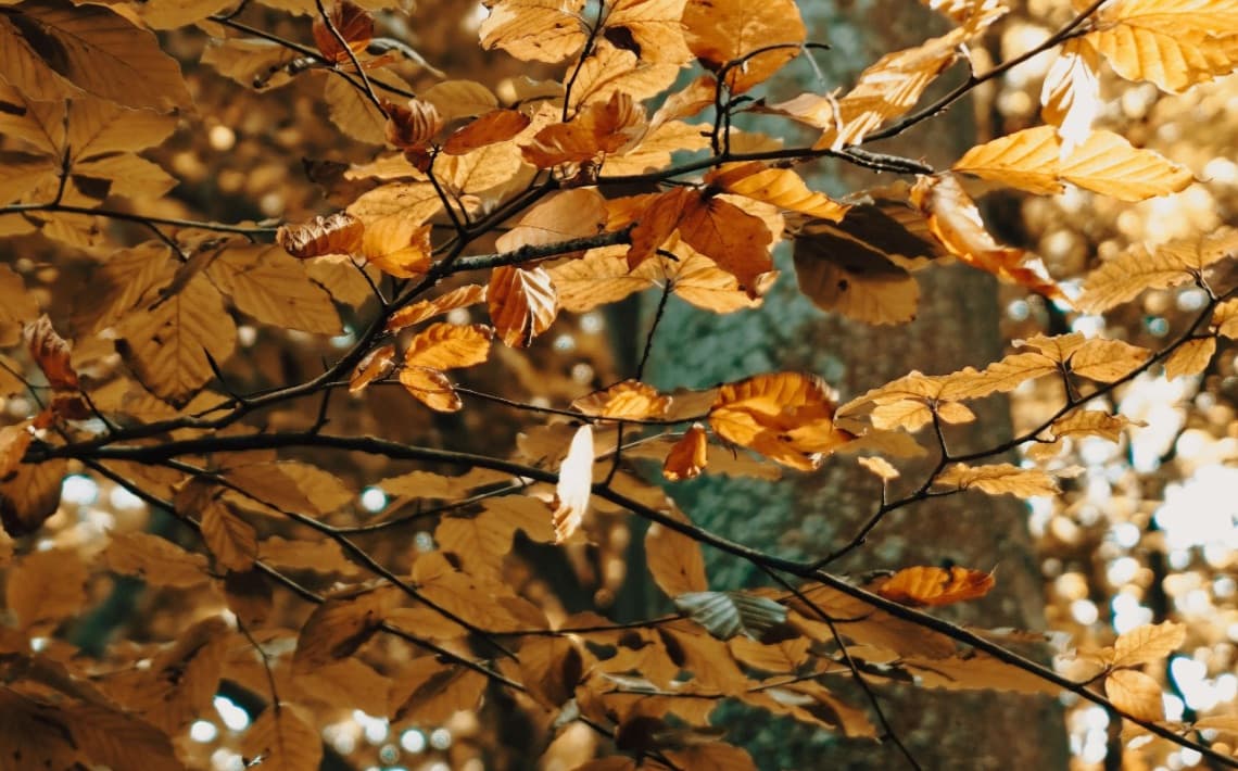 London Heathrow Airport to Guildford