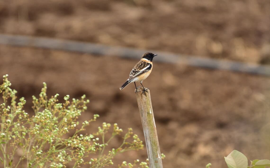 Mumbai Airport to Shirdi
