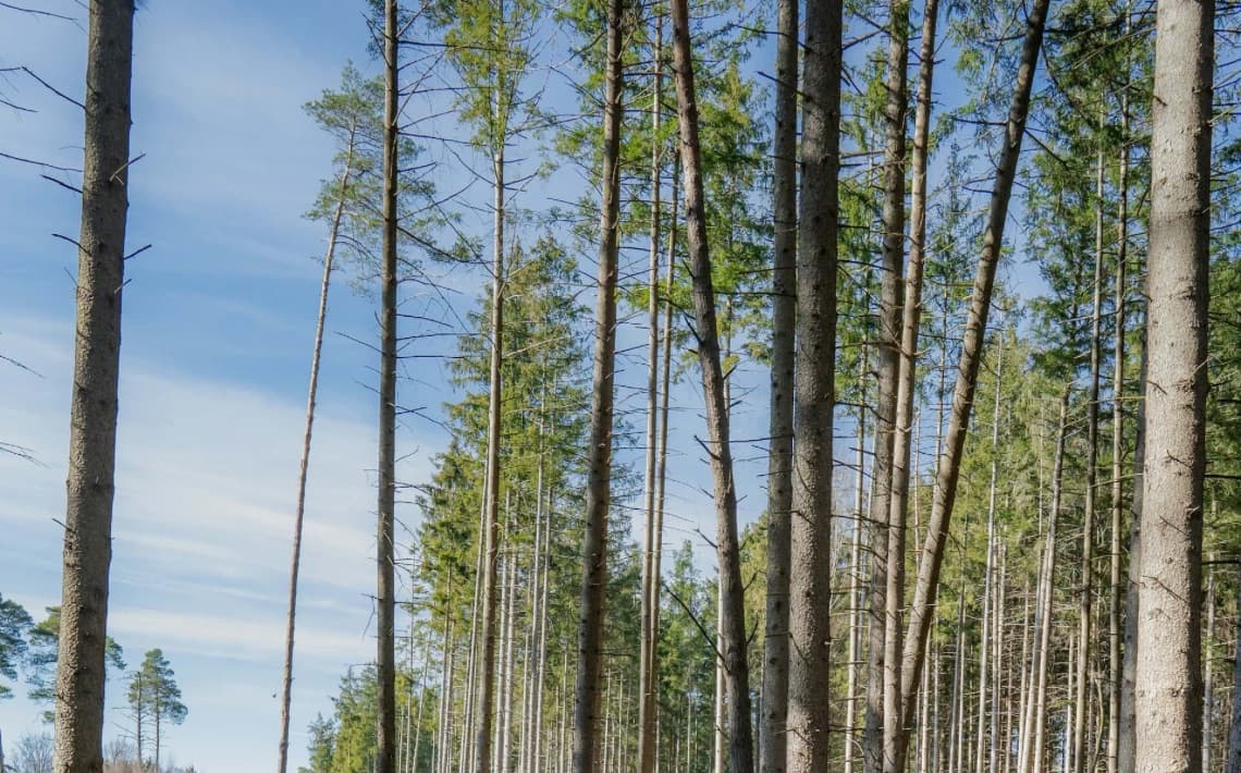 Munich Airport to Rosenheim