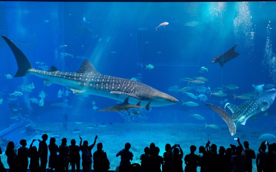 Naha Airport to Churaumi Aquarium