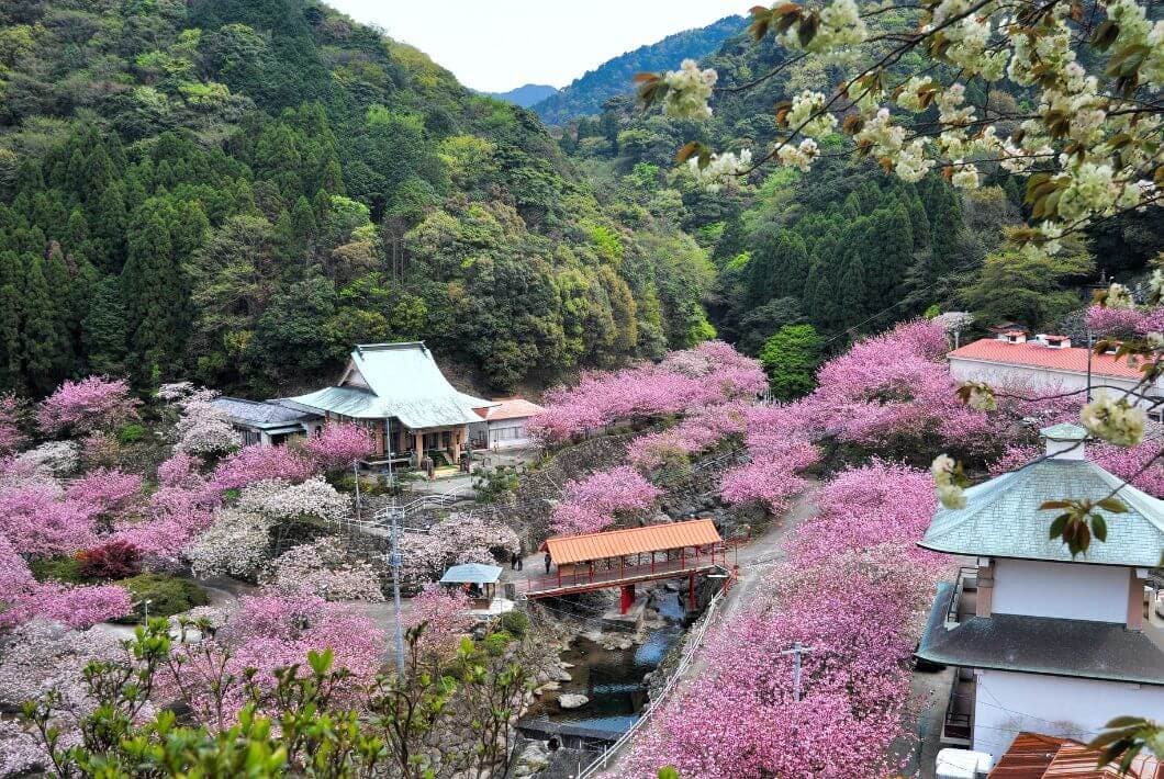 Kumamoto Airport to Oita