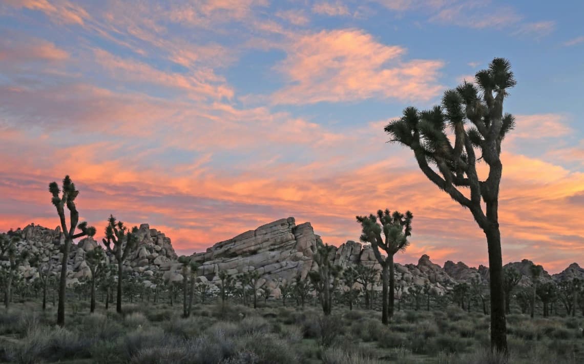 Palm Springs Airport to Joshua Tree National Park