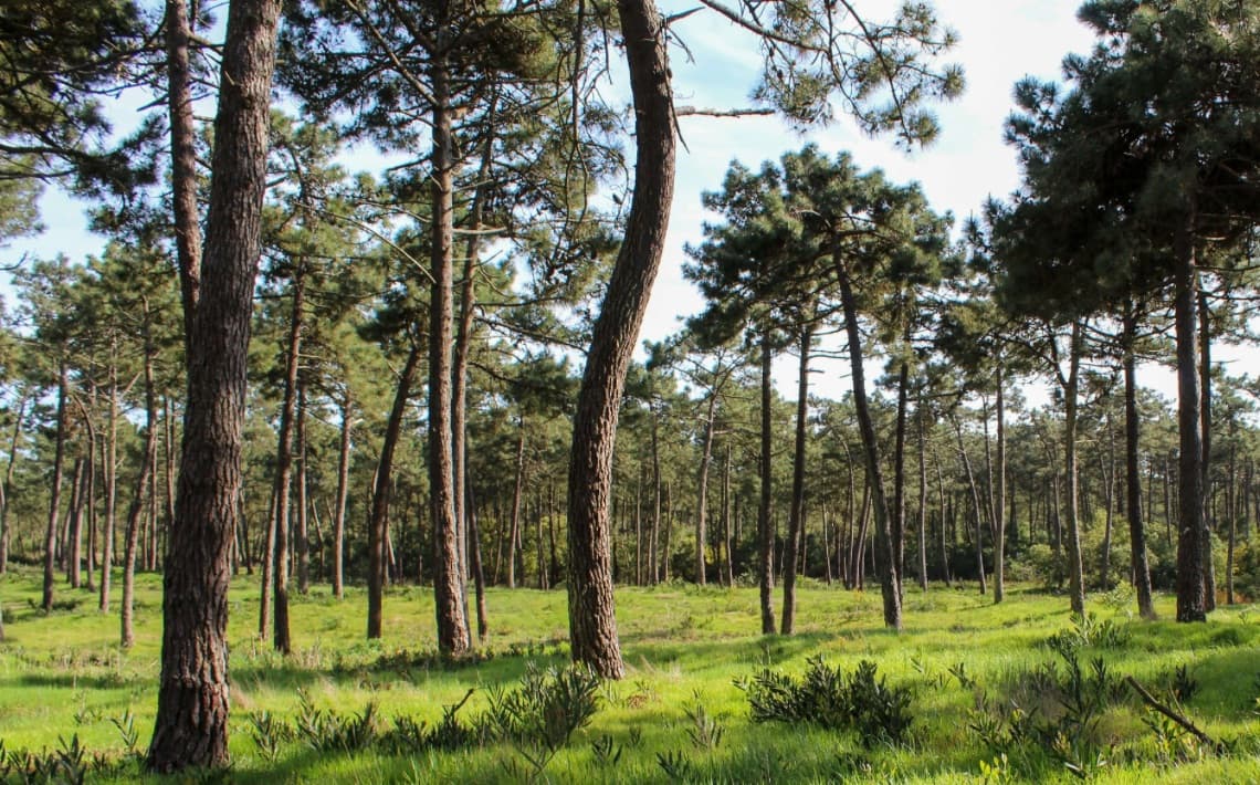 Porto Airport to Ovar