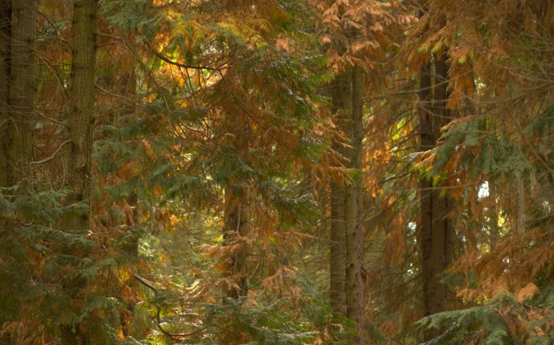 Stansted Airport to Kennington