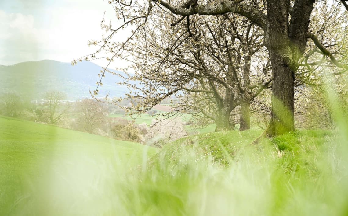 Stuttgart Airport to Metzingen