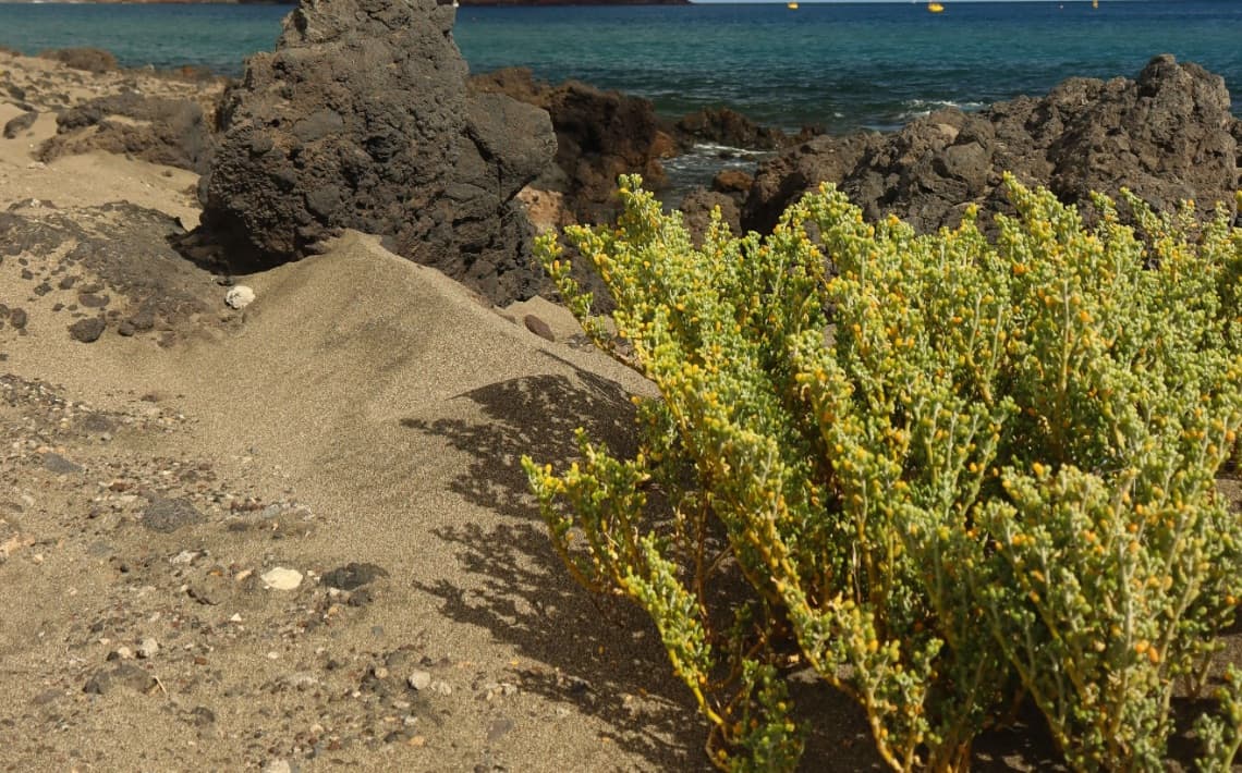 Tenerife South Airport to El Médano