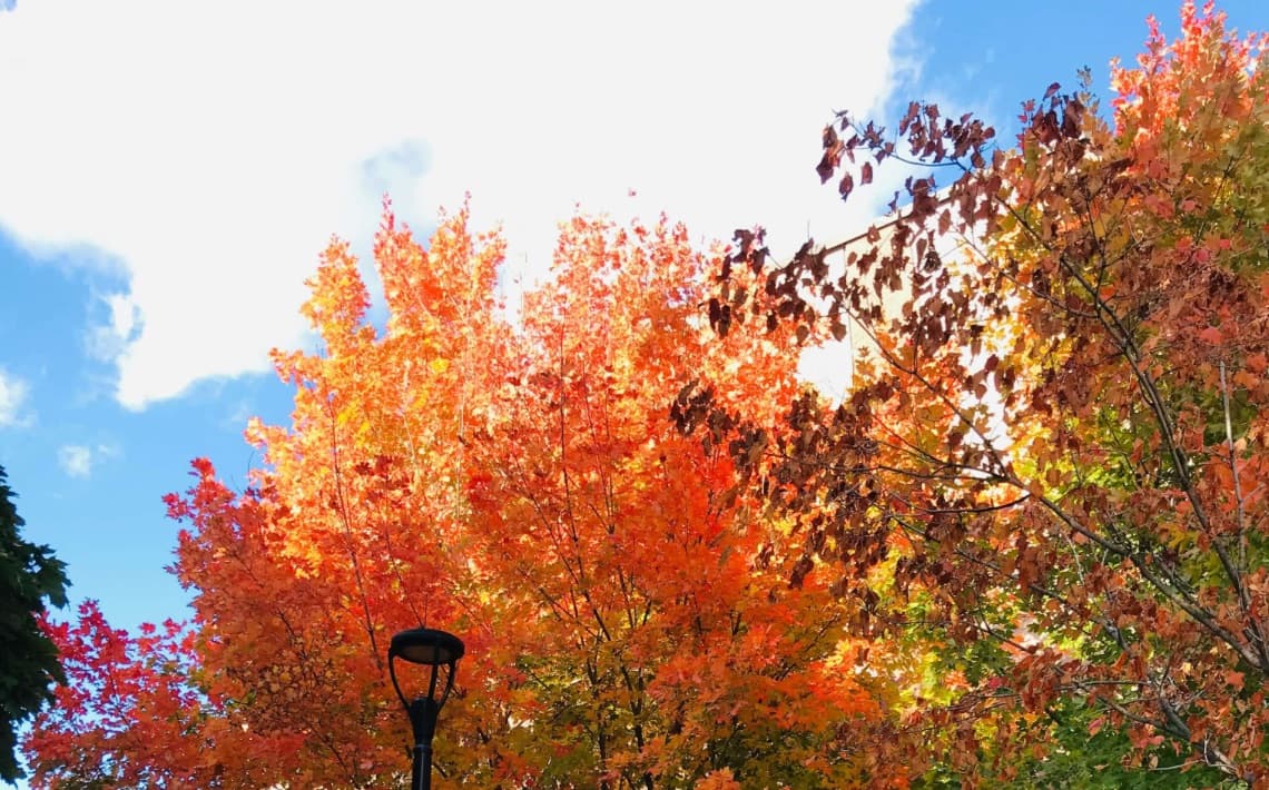 Toronto Pearson Airport to York University